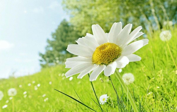 красивое лето