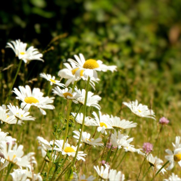 ромашка цветки