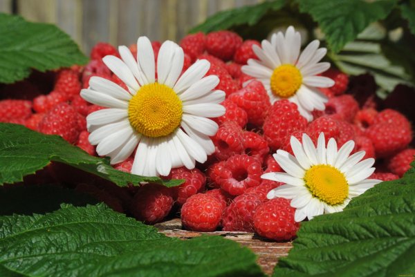 ромашки и малина