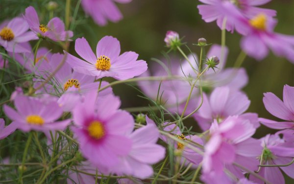 cosmos flower