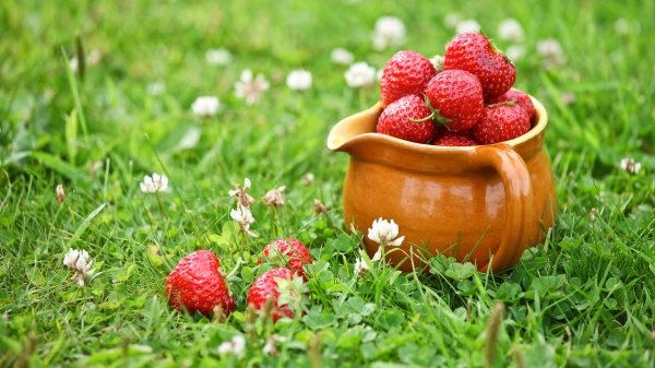 клубника стравберри