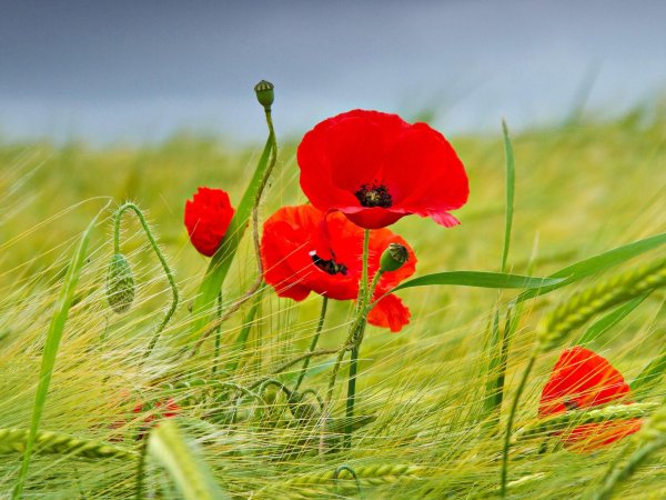 мак луговой