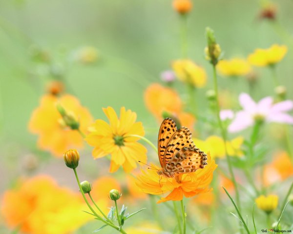 желтая бабочка