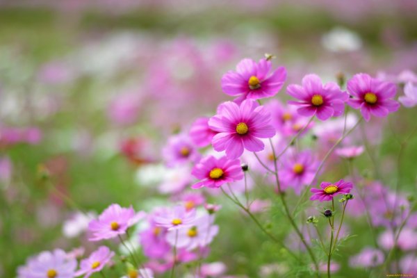 cosmos flower