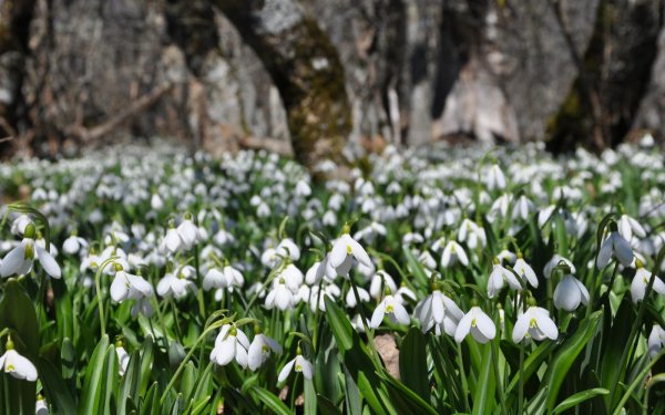 поле подснежников