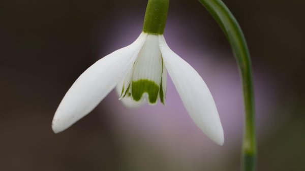 подснежник широколистный
