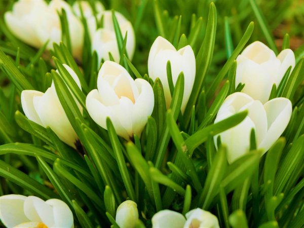 бәйшешек гүлі