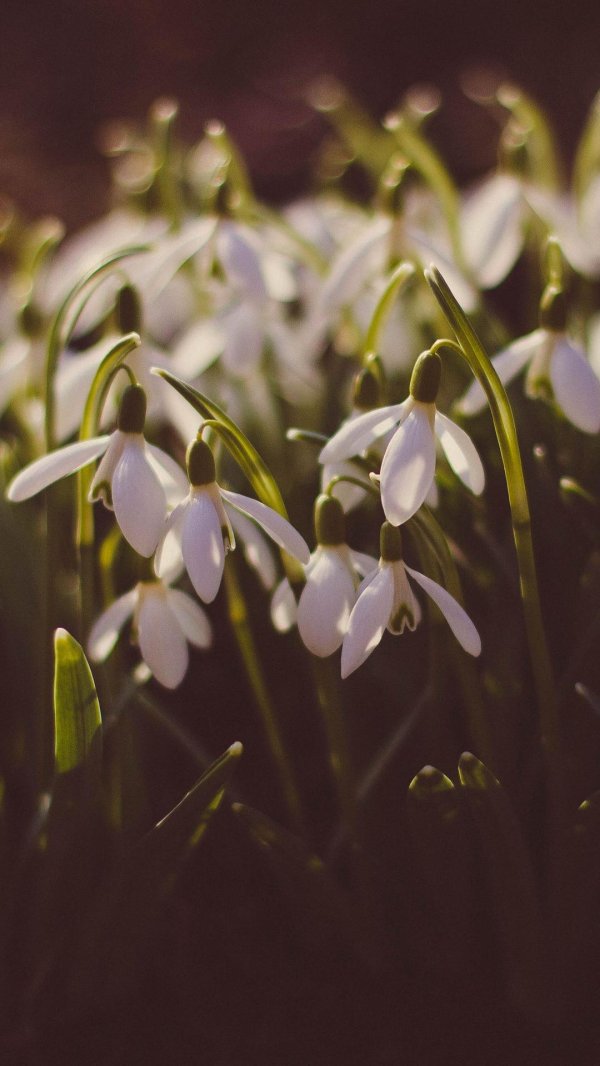 подснежники эстетика