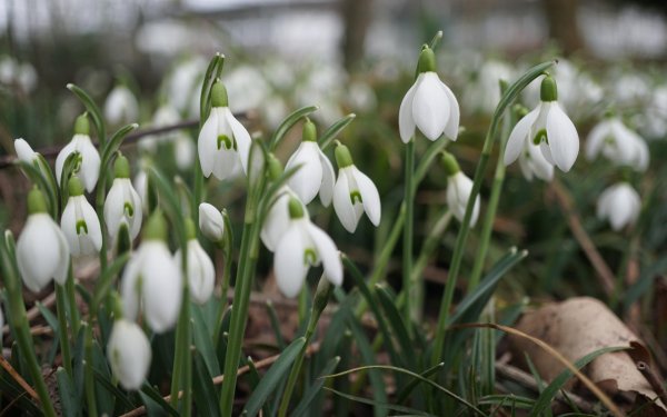 весенние цветы подснежники