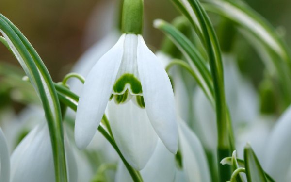 лепесток подснежника