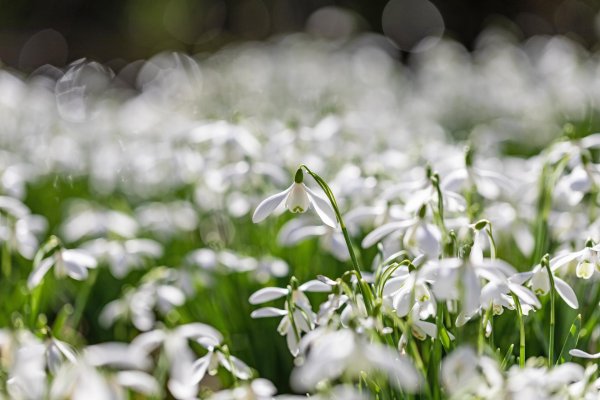 пролески белые