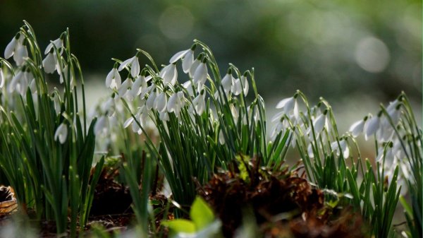 пролеска крокус галантус