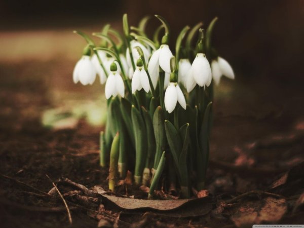 красивые подснежники