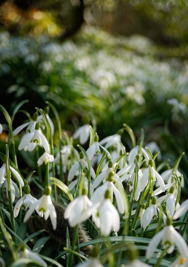 подснежник травник