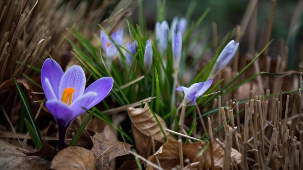 крокус весенний