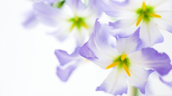 цветы светлые