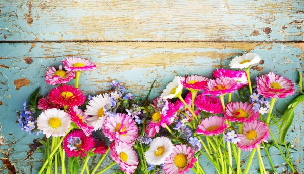 полевые цветы