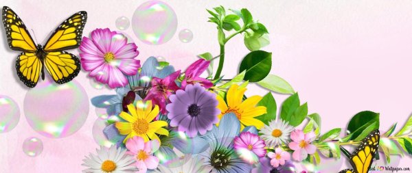 бабочки цветочки