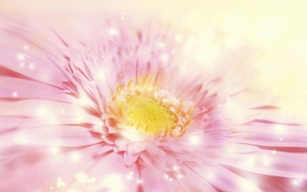 герберы розовые