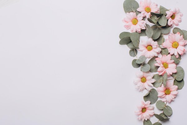 цветы на однотонном фоне