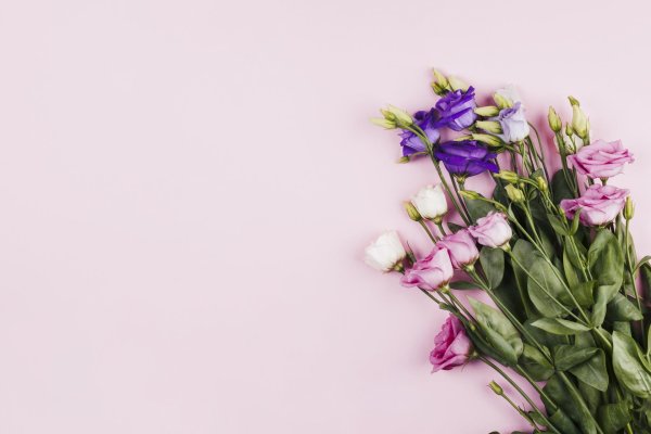 розовая эустома