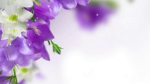 букет колокольчики кампанула