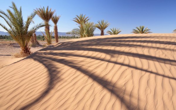 финиковая пальма пустыни