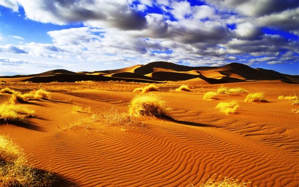 бархан сарыкум