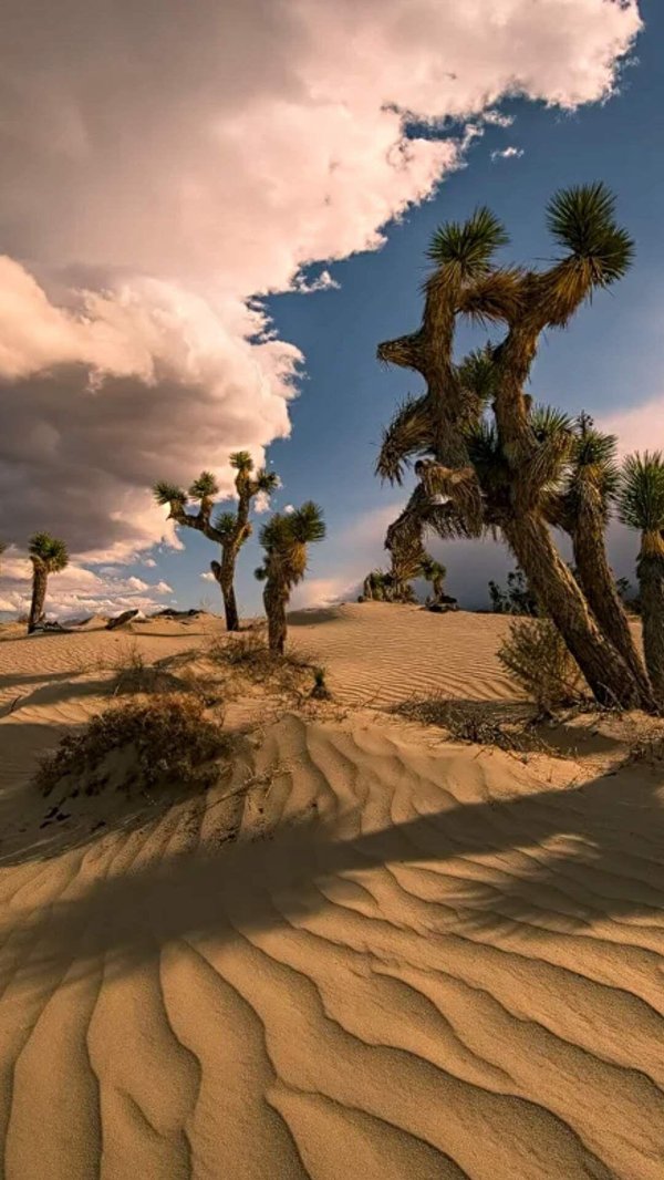 joshua tree national park california