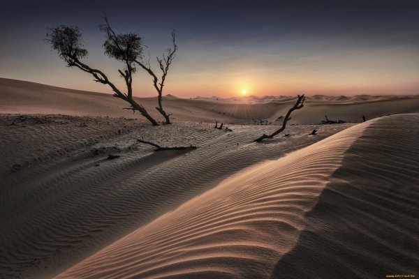 анчар дерево пустыни