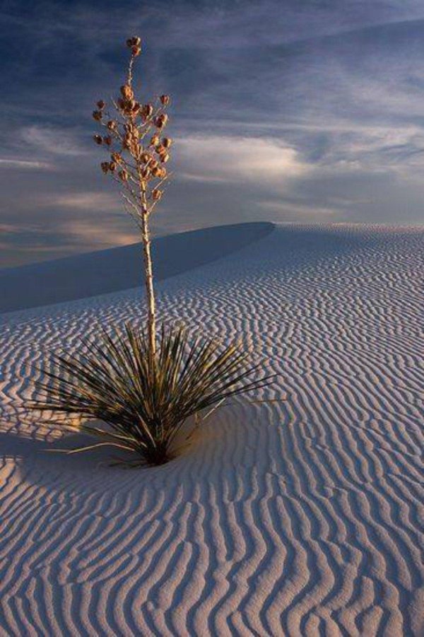 white sands monument юкка