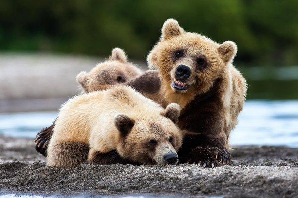 медведица с медвежатами