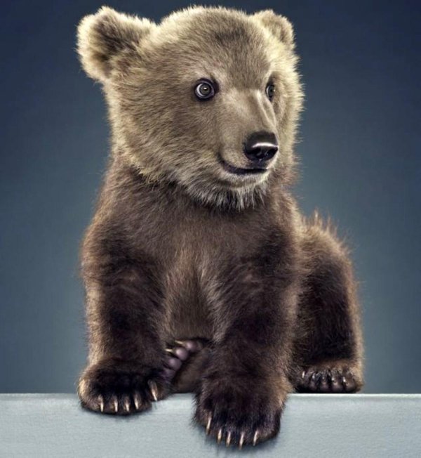 медвежата маленькие