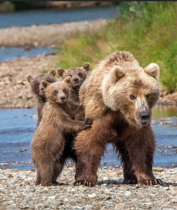 медведица с медвежатами
