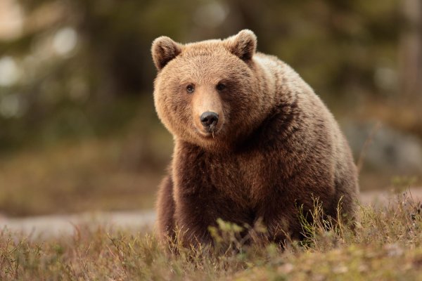 медведи бурые