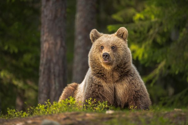бурый медведь вологодской области