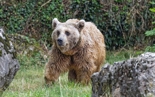 восточно амурский медведь