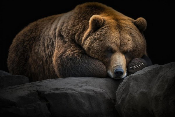 медведь грустный