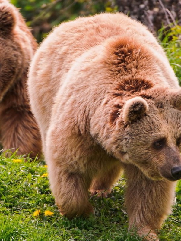 медведи бурые