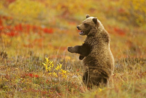 медведи гризли