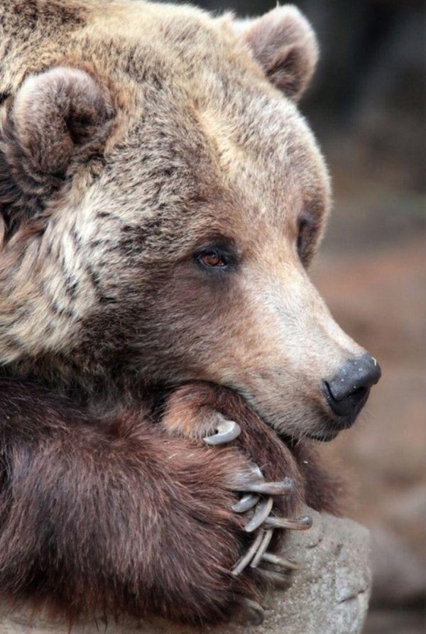 медведи бурые