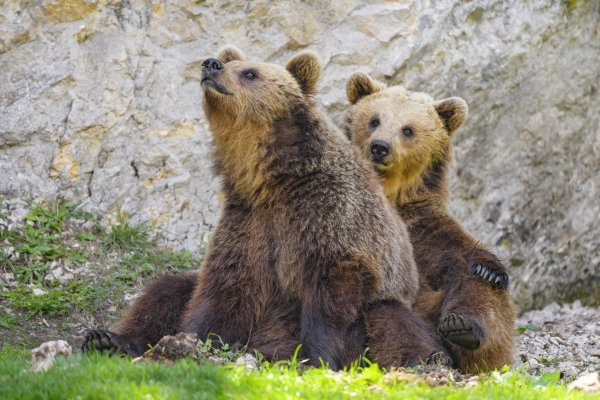 молодые медведи