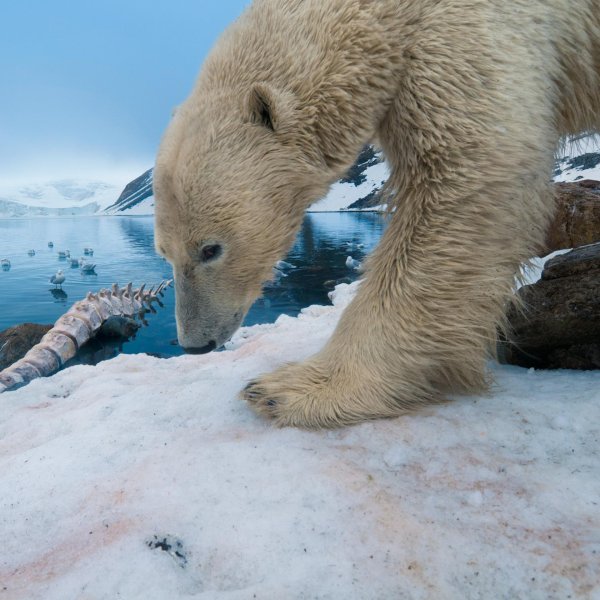 вымирание белых медведей