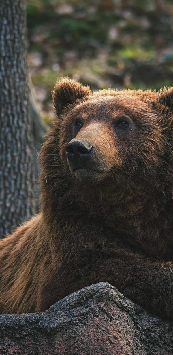 медведи бурые