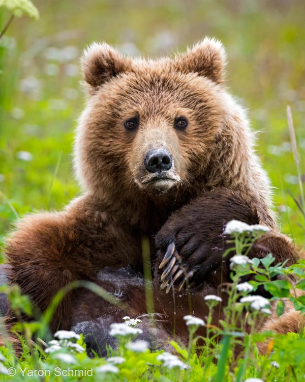 гризли бурые медведи