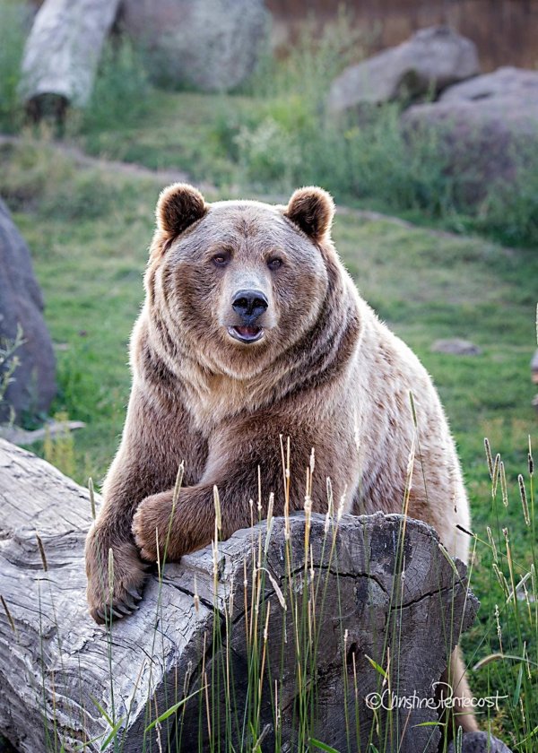 европейский бурый медведь