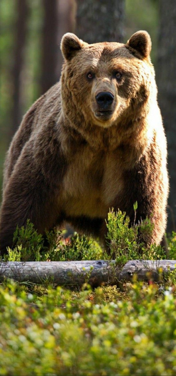 медведи бурые