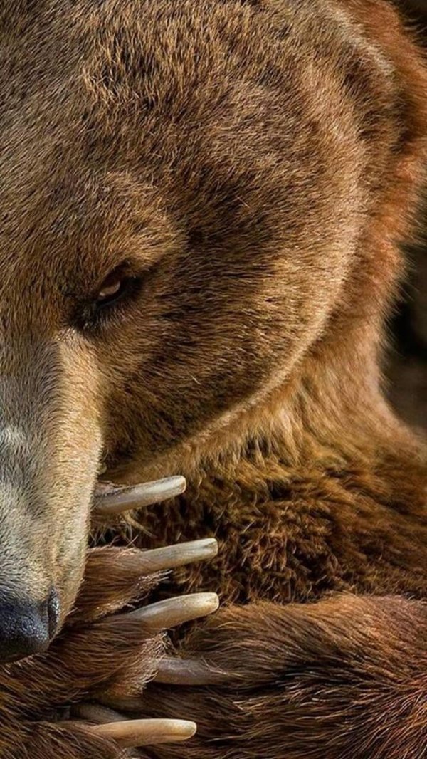 бурого медведя