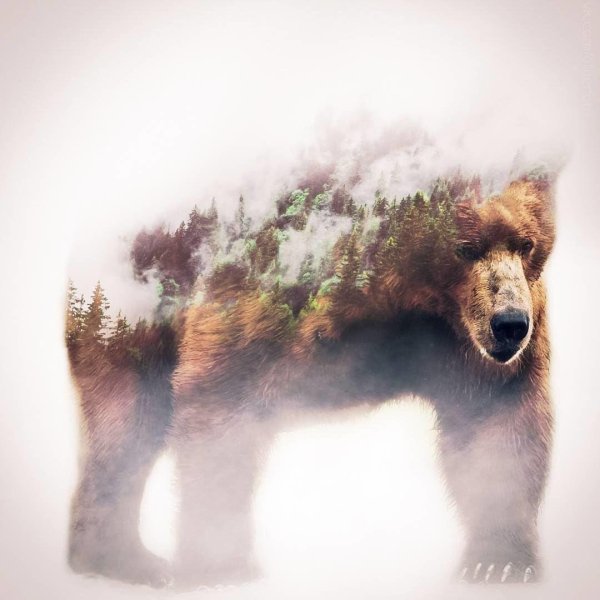 картина медведей