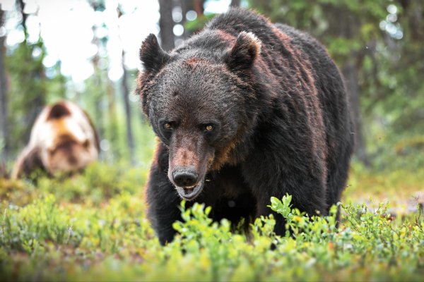медведи бурые